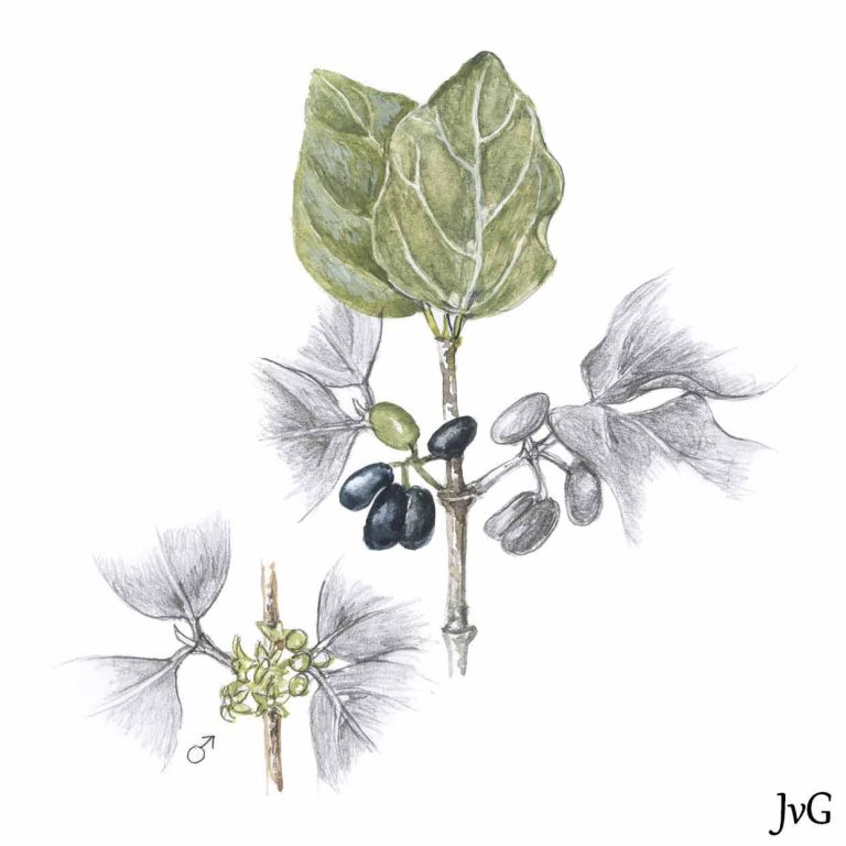 Velvet Turkey-berry (Afrocanthium gilfillanii)