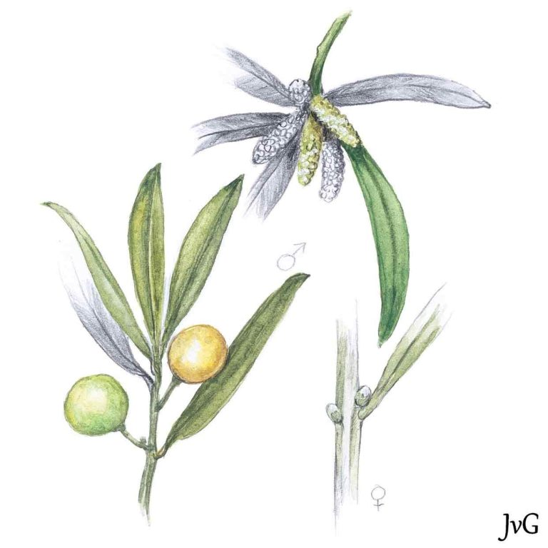 Small-leaved Yellowwood (Afrocarpus falcatus)