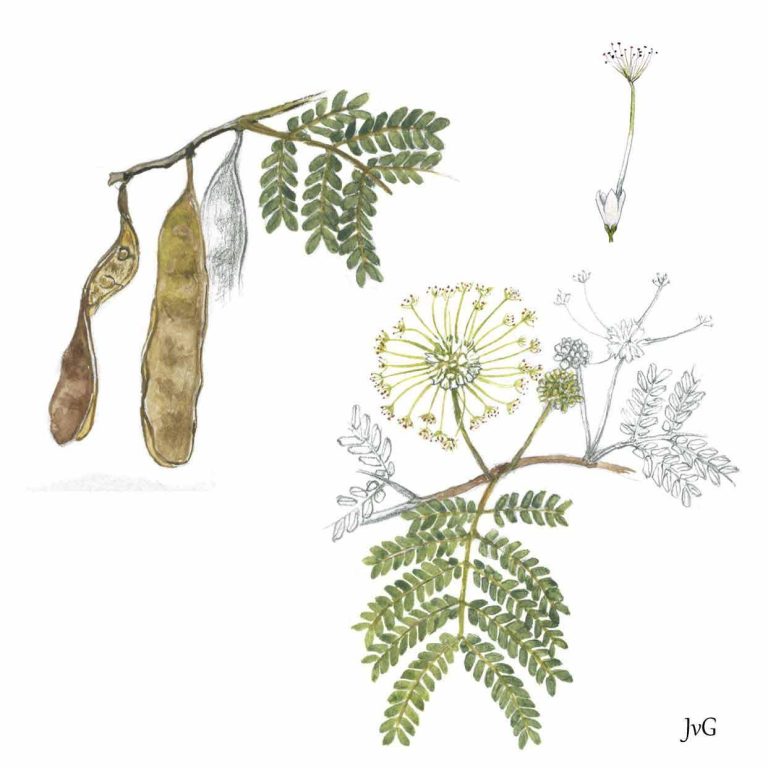 Flat-crown Albizia (Albizia adianthifolia var. adianthifolia)