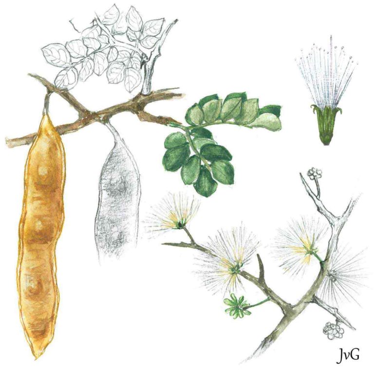 Worm-cure Albizia (Albizia anthelmintica)