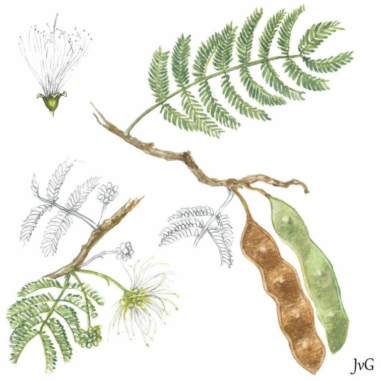 Bushveld Albizia (Albizia harveyi)