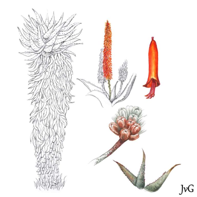 Bitter Aloe (Aloe ferox)