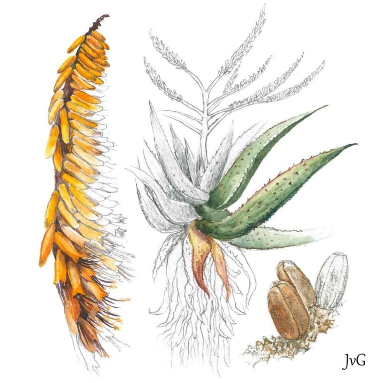 Mountain Aloe (Aloe marlothii)