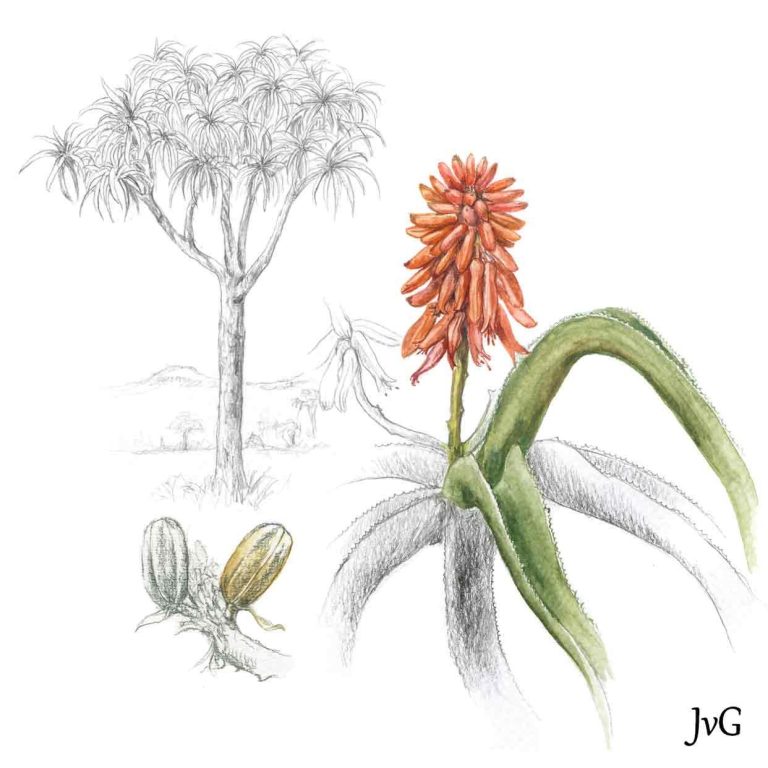 Eastern Tree-aloe (Aloidendron barberae)
