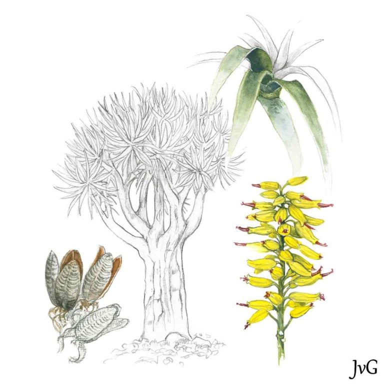 Quiver Tree-aloe (Aloidendron dichotomum)