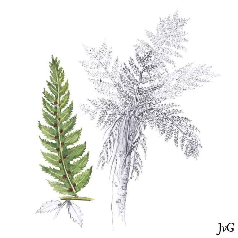 Forest Tree-fern (Alsophila capensis)