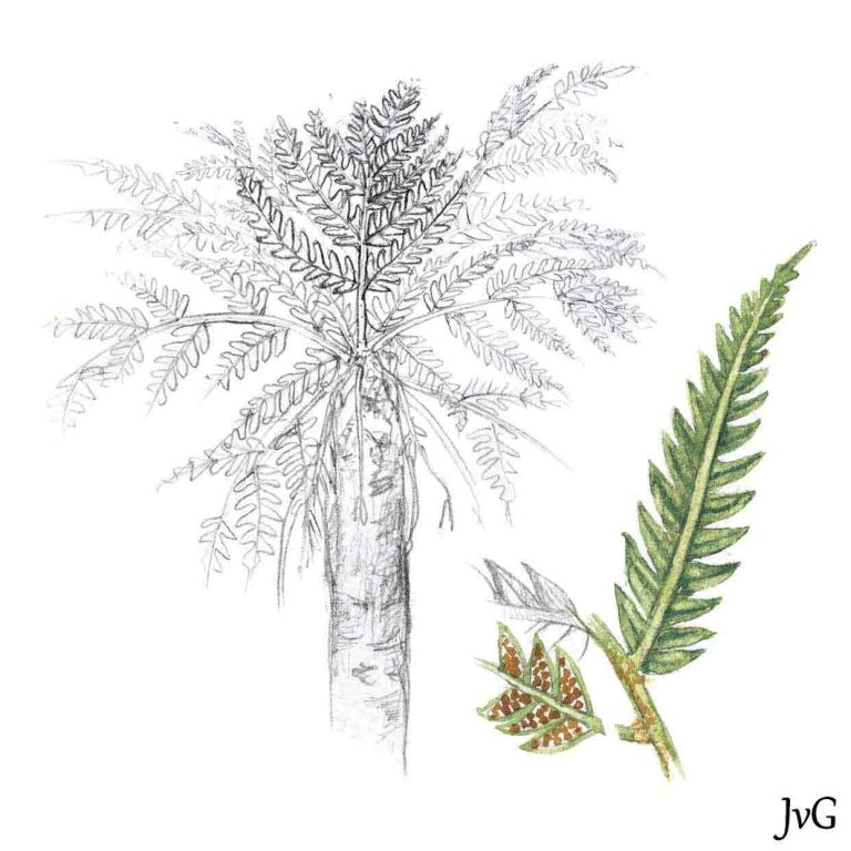 Grassland Tree-fern (Alsophila dregei)