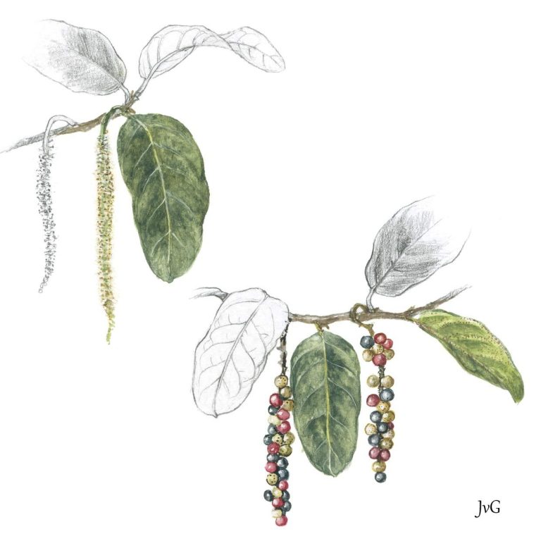 Tassel-berry (Antidesma venosum)