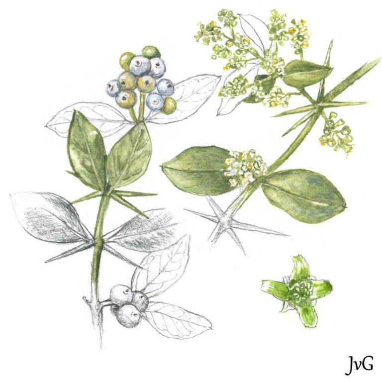 Needle-bush (Azima tetracantha)