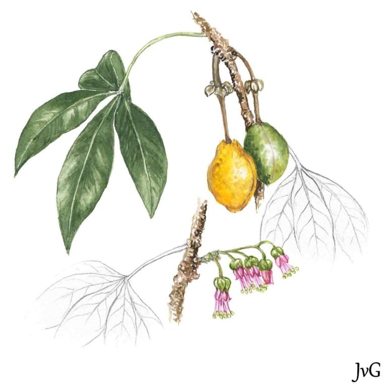 Four-finger-bush (Bachmannia woodii)