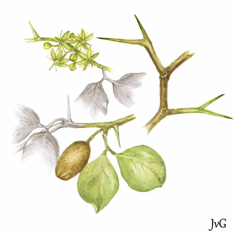 Greenthorn Torchwood (Balanites maughamii subsp. maughamii)