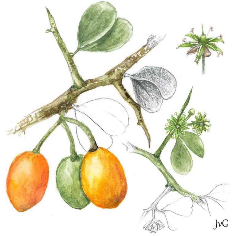 Small Torchwood (Balanites pedicellaris subsp. pedicellaris)