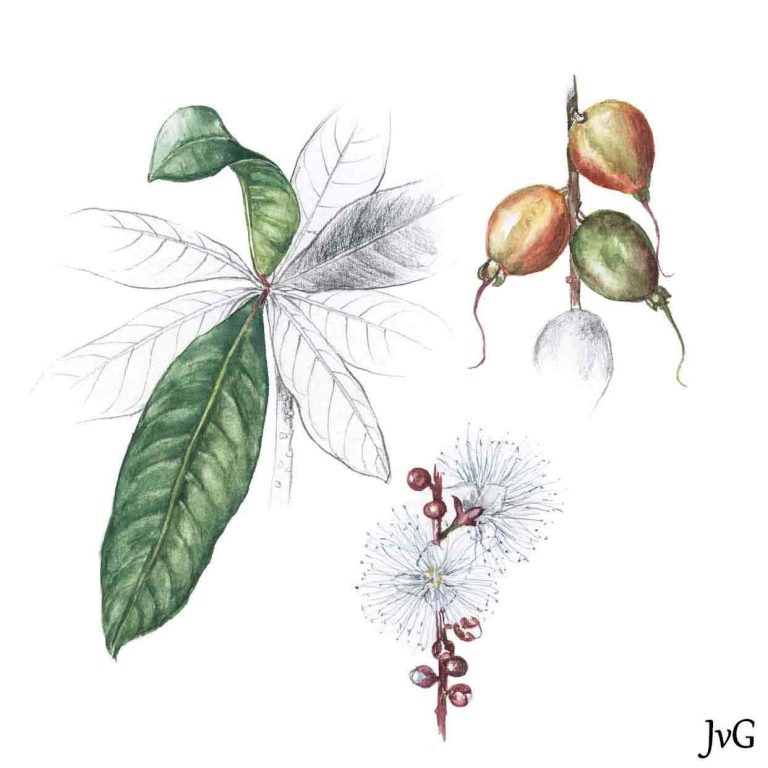 Powderpuff-tree (Barringtonia racemosa)