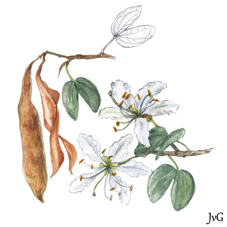 Kei Bauhinia (Bauhinia bowkeri)