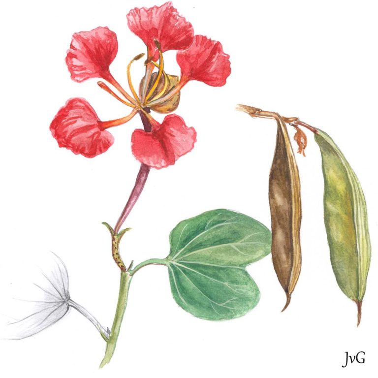 Pride-of-the-Kaap Buahinia (Bauhinia galpinii)