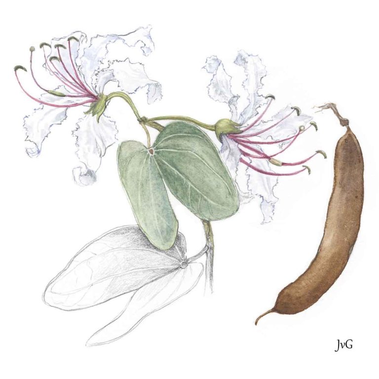 Kalahari Bauhinia (Bauhinia petersiana subsp. macrantha)