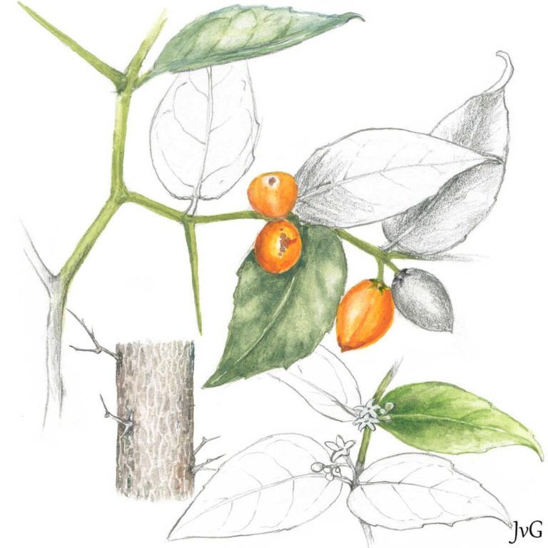 Lemonthorn Cassinopsis (Cassinopsis ilicifolia)