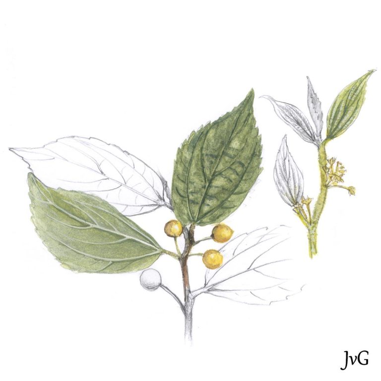 African White-stinkwood (Celtis africana)