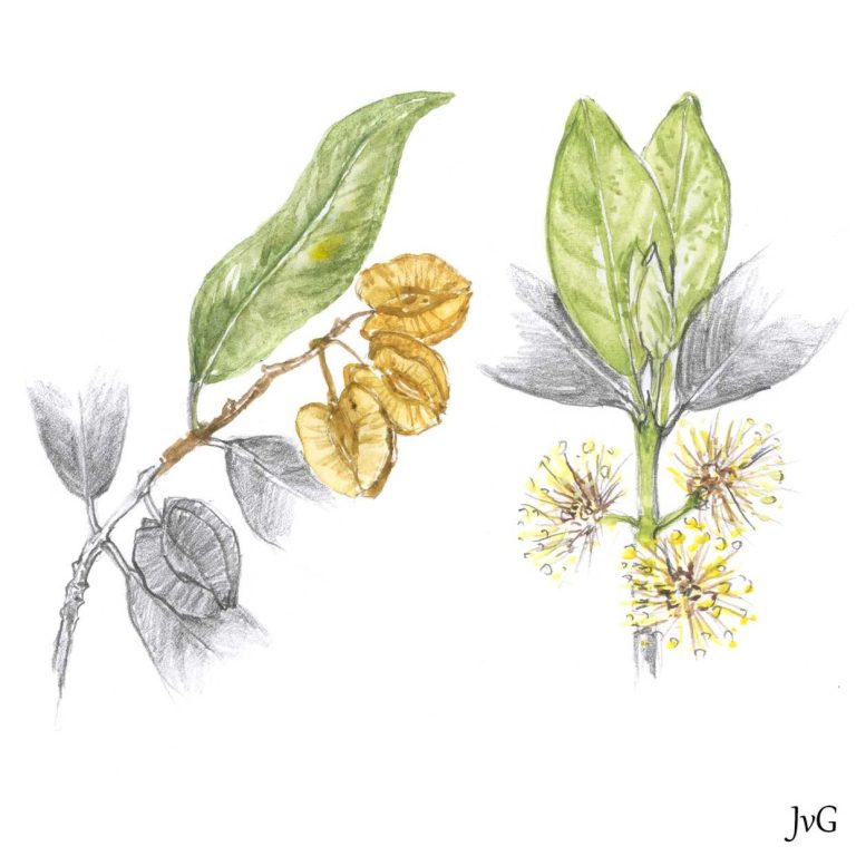 River Bushwillow (Combretum erythrophyllum)