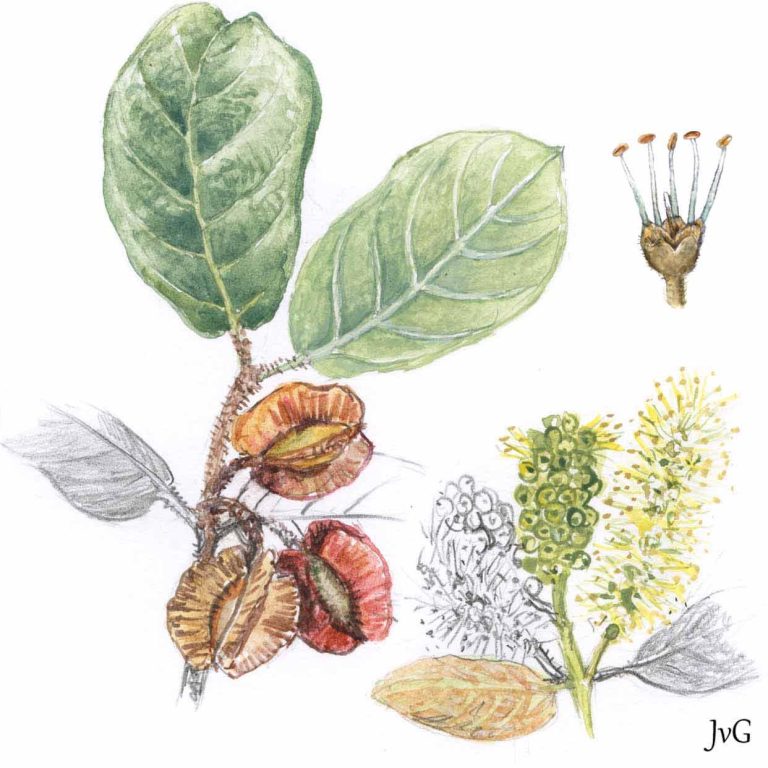 Velvet Bushwillow (Combretum molle)