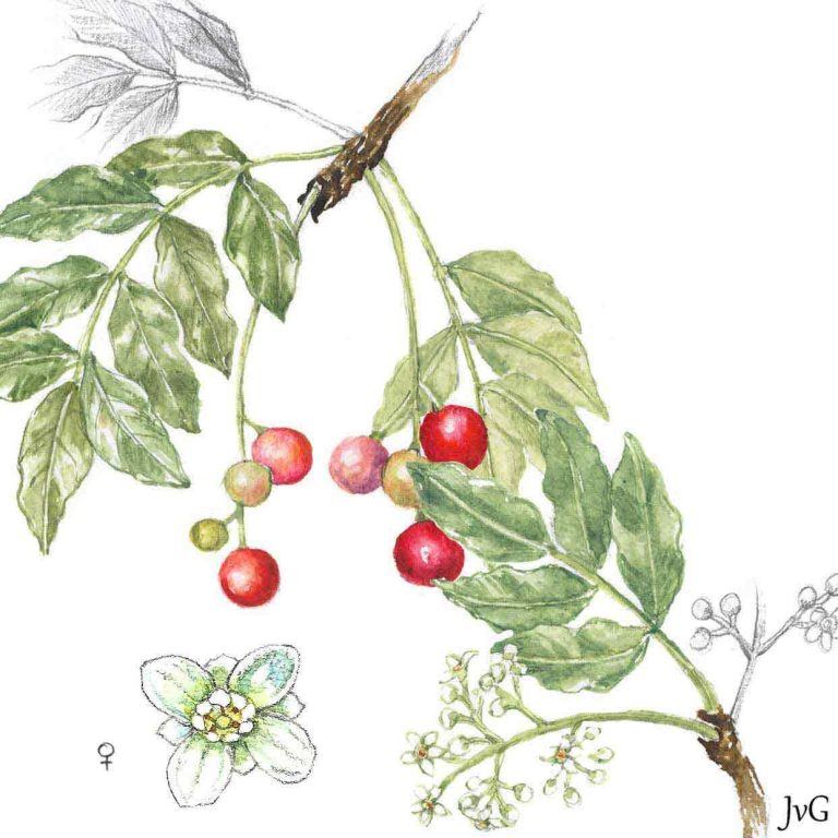 Large-leaved Cape-ash (Ekebergia capensis)