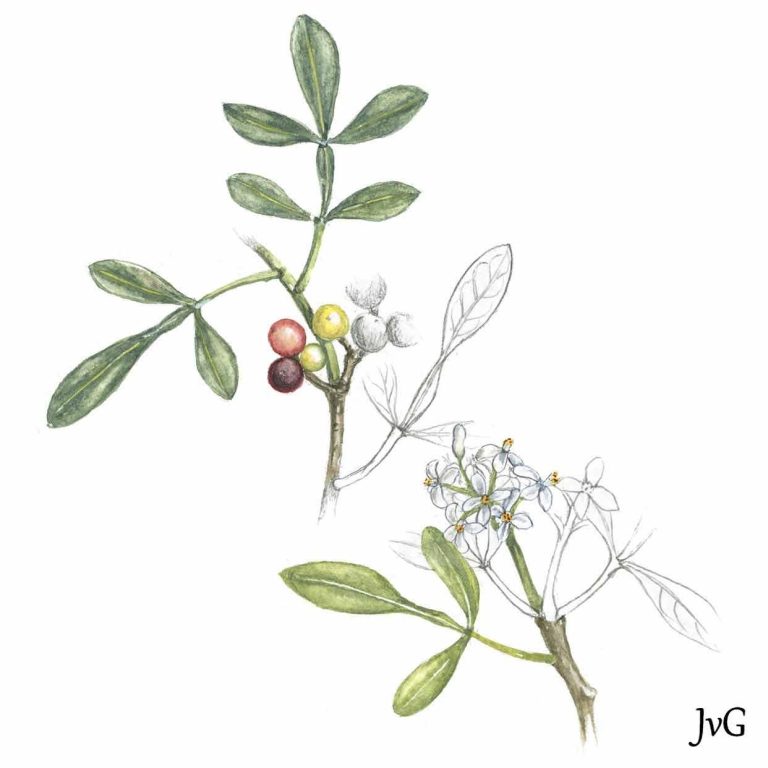 Rock Cape-ash (Ekebergia pterophylla)