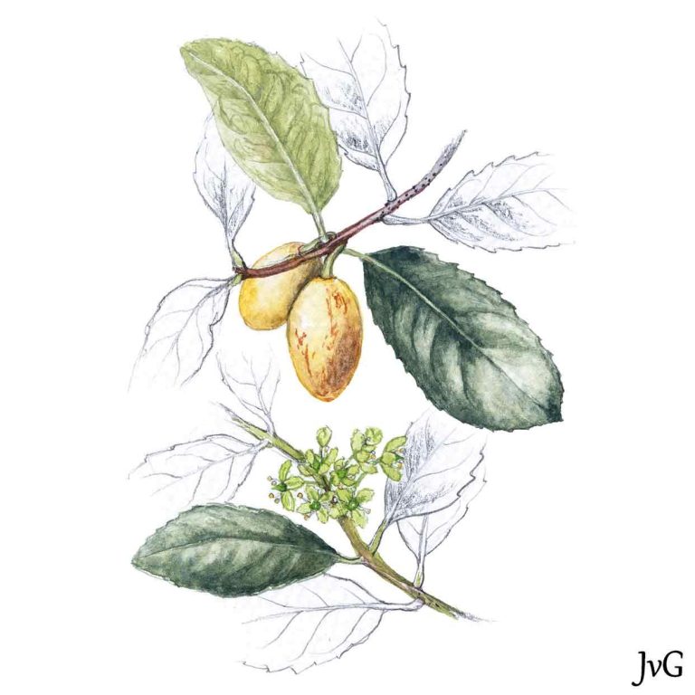 Forest Saffron (Elaeodendron croceum)