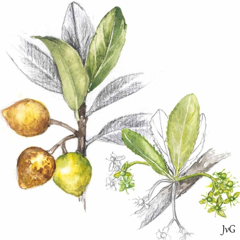 Bushveld Saffron (Elaeodendron transvaalense)