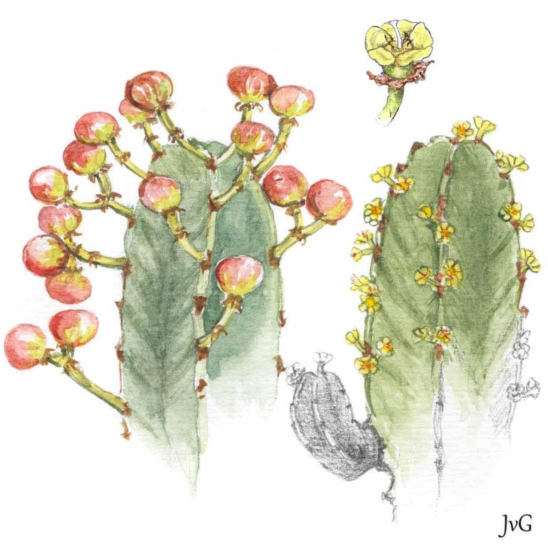 Naboom Tree-euphorbia (Euphorbia ingens)