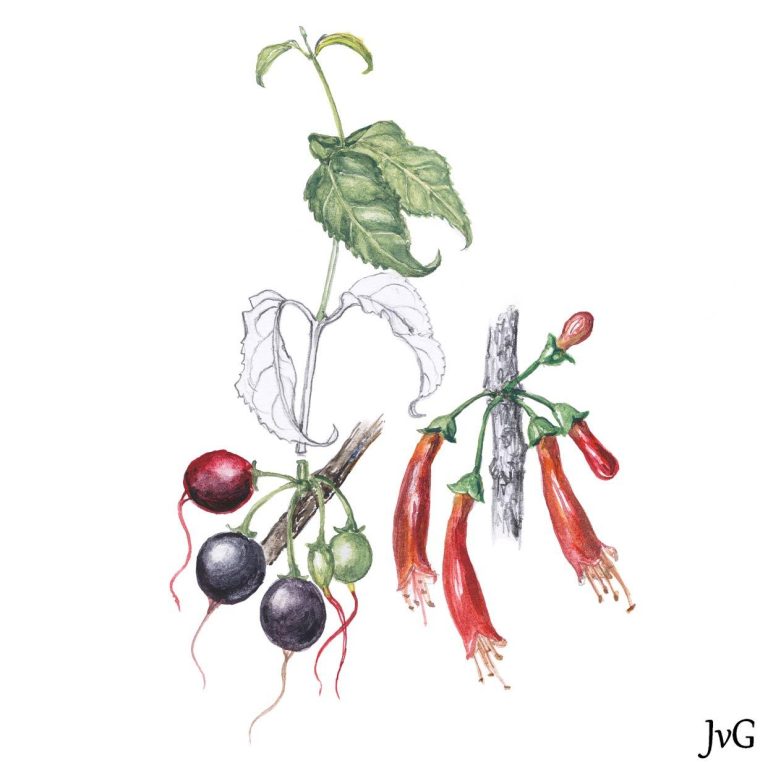 Drip-tip Tree-fuchsia (Halleria lucida)