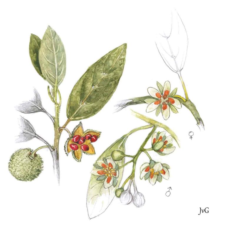 Wild-peach (Kiggelaria africana)