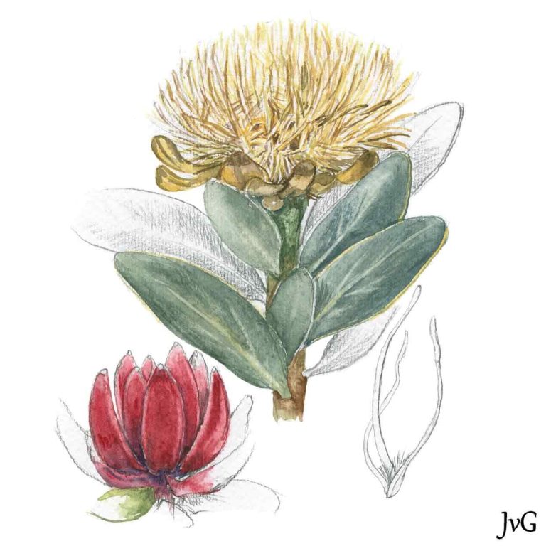 Waboomsugarbush (Protea nitida)