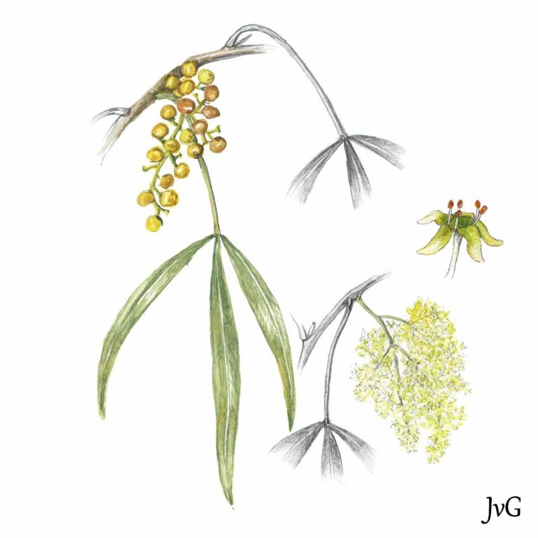 Chicken-foot Karee-rhus (Searsia lancea)
