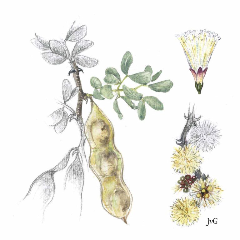 Black-thorn Acacia (Senegalia mellifera subsp. detinens)