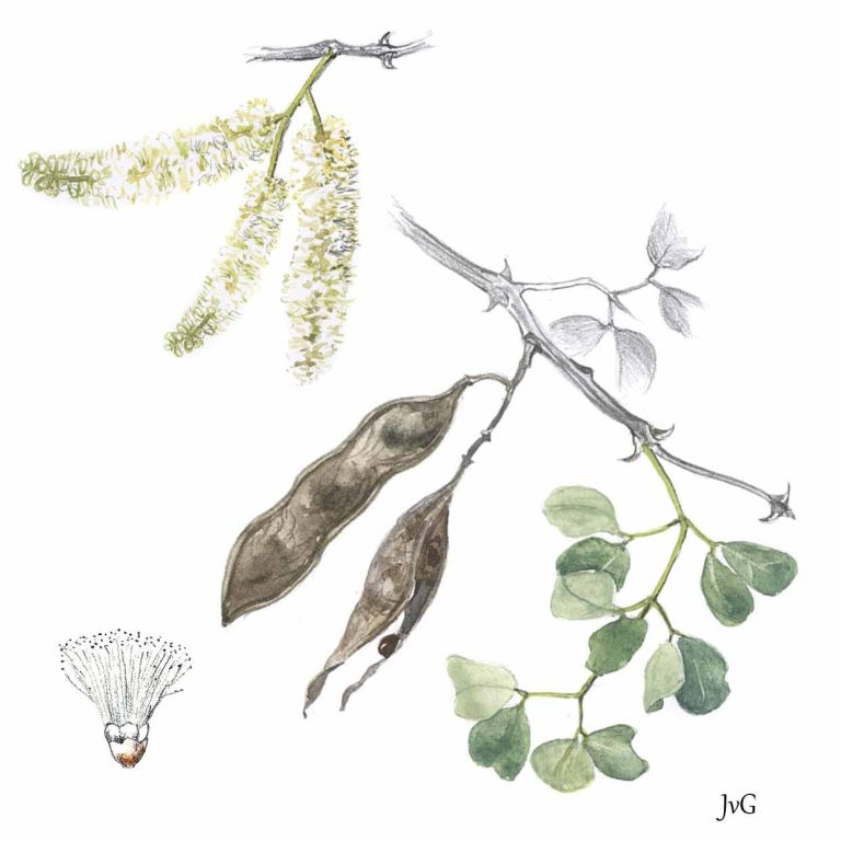 Knob-thorn Acacia (Senegalia nigrescens)
