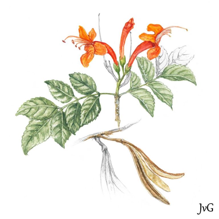 Cape-honeysuckle (Tecomaria capensis)