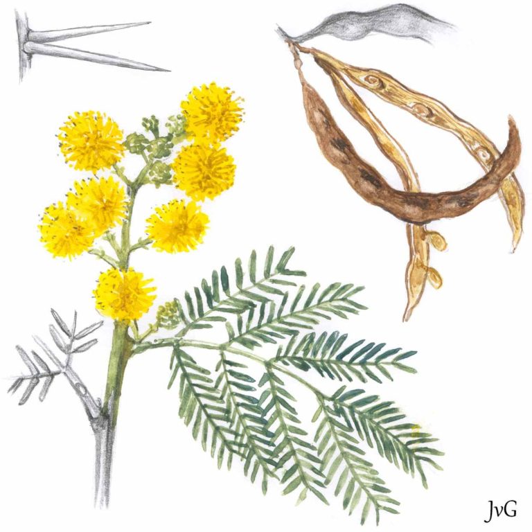 Sweet-thorn Acacia (Vachellia karroo)