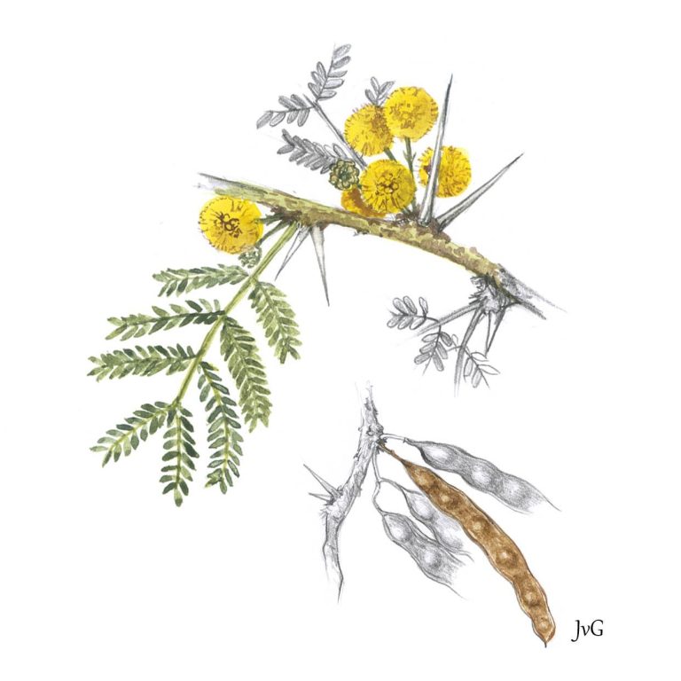 Fever-tree Acacia (Vachellia xanthophloea)