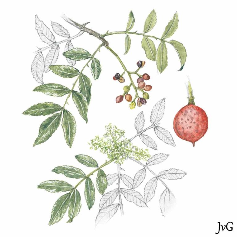 Forest Knobwood (Zanthoxylum davyi)