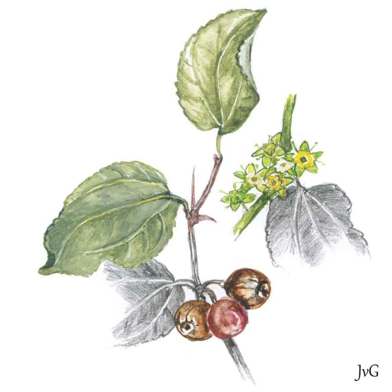 Buffalo-thorn Jujube (Ziziphus mucronata subsp. mucronata)